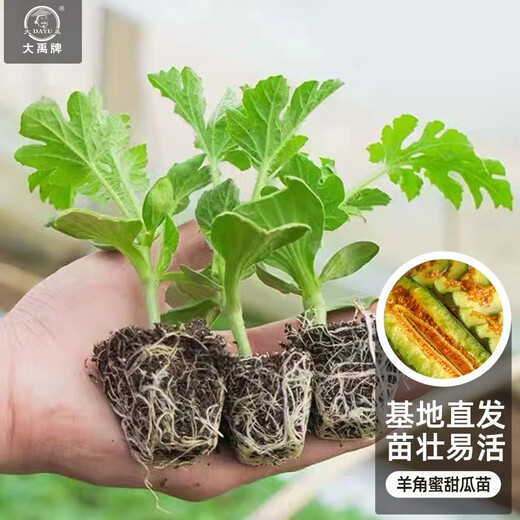 Dayu Boyang No. 9 melon seed seedlings collection, honeydew melon, eight-mile crispy melon seed old variety, 20 grafted horn honey melon seedlings