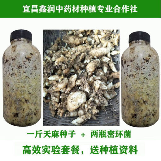 Gastrodia seeds Hubei Gastrodia 0 generation seeds Gastrodia seedlings Gastrodia seeds One Jin Jin is equal to 0.5 kg + 2 bottles of Armillaria
