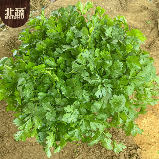 Northern vegetable coriander seed seedlings old varieties four-season potted large-leaf coriander balcony rapeseed large-leaf coriander seed 600 capsules