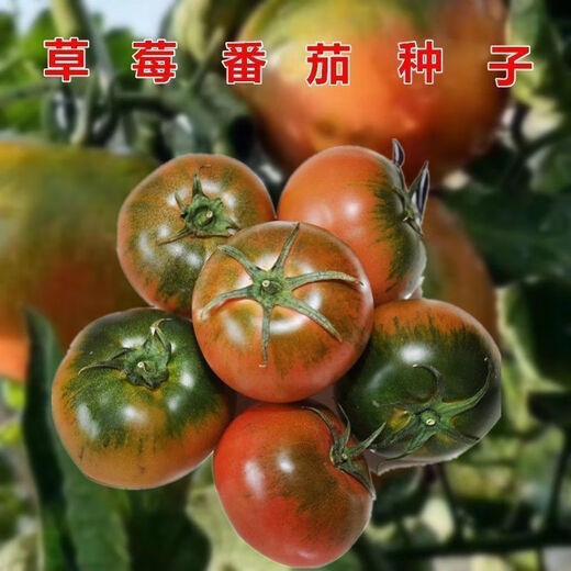 Fruit Strawberry Tomato Seeds Super Sweet Tomato Seedlings Northeast Iron Bark Seeds Balcony Field Spring, Autumn, and Winter Seasons Iron Bark Tomato Seeds #WG7 Original Pack of About 213