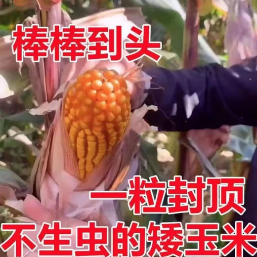 Spot new species Dongdan 509 double national-approved twin short-stem extra-large cob high-yielding corn seed purple stem purple root lodging resistance Big Mac Dongdan 509 whole bag 3.2 Jin Jin equals 0.5 kg per acre red axis long grain lodging resistance drought and pest resistance high temperature