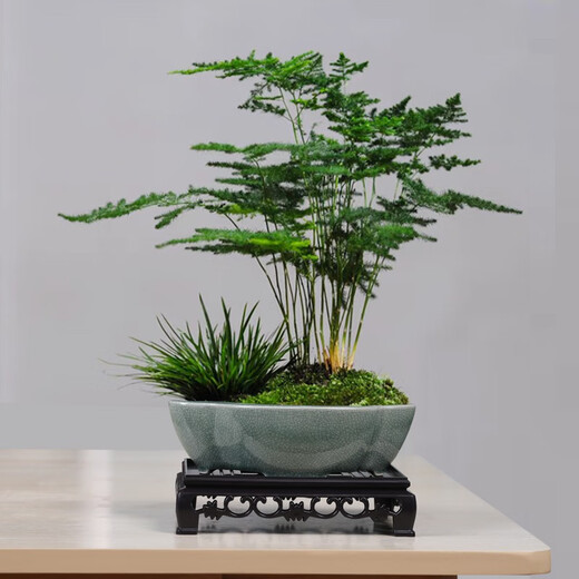 Yuxuantang rétro ge kiln fleur pot céramique argile violette petite feuille rouge nanmu papillon orchidée végétale verte salon intérieur en pot pott-bambou pot