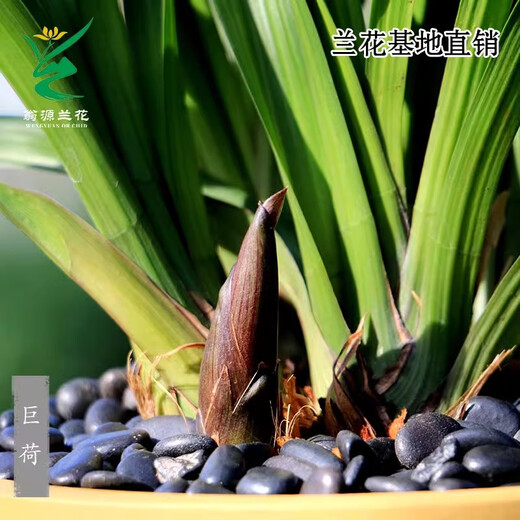 Wengyuan Orchid Authentic Spring Orchid Giant Lotus Old Species Winter Flowering Period Strong Fragrance Easy to Grow Indoor Desktop Flower Pots Giant Lotus 7 Seedlings Random Plastic Ancient Style Pots Good for Planting