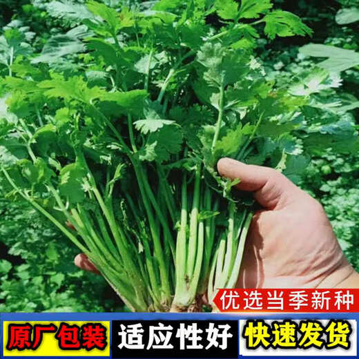 Four Seasons Large-leaf Coriander Seeds Coriander Seeds Garden Field Balcony Potted Plants Easy-to-Grow Vegetable Seeds Complete Collection of Large-leaf Coriander Seeds 1 Pack About 600 Tablets