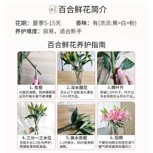 Yue Colorful AB grade high-quality perfume lilies, various living flowers for home and office, Kunming base, freshly picked for straight hair, 10 random single-color lilies (5 branches for double heads)