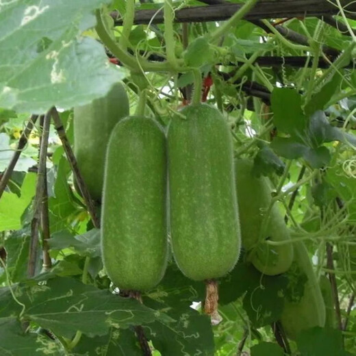 Hairy melon seeds are easy to sow in all seasons. Winter melon seeds are grown in fields and courtyards. Hairy melon vegetable seeds are easy to sow. Winter melon simple pack 70 capsules