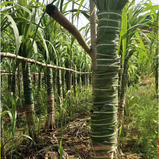 Asarum Guangxi Muge White Jade Sugar Cane Seeds Authentic Glass Crisp Seedlings Origin Straight Hair with Buds Delivered 15 Roots