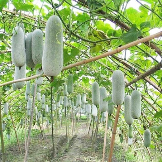 One melon per section, winter melon seeds, hairy section melon, small winter melon, stable yield for all seasons in spring, potted vegetable seeds, 20 pieces, pink-skinned winter melon