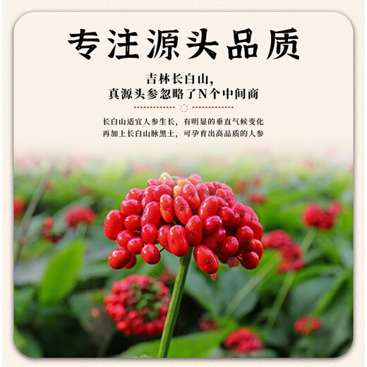 Liu Zhengguan Pang Donglai Ginseng Changbai Mountain Wild Ginseng Authentische chinesische medizinische Material