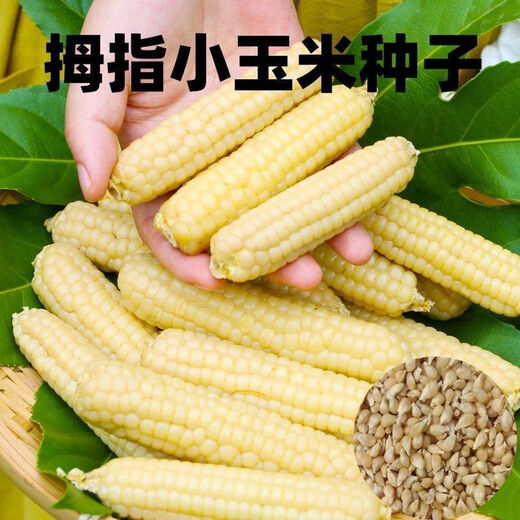 Wangyuan Xing Xishuangbanna fragrant glutinous thumb corn seeds Yunnan thumb corn seeds larvae milk finger seeds new seeds 2 packs about 100 grains (baby's favorite)