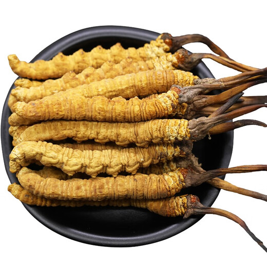 Authentic Cordyceps sinensis gift box with 10 grams of Cordyceps 50 pieces of genuine Ganzi Tibetan dry goods Cordyceps gift box with authentic 4 pieces of small Cordyceps sinensis authentic 10 grams of Cordyceps sinensis