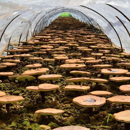 【官方店旗舰】长白山脉灵芝孢子粉野生优选林芝孢子粉产地一手货源产地直发内廷上用 牛皮纸黄礼盒装【500克】两瓶