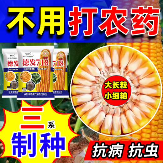 2025 New Corn Seed Collection, High Yield, Low Stem, Lodging Resistance, Academy of Agricultural Sciences, Disease Resistant Grain and Feed Dual-Purpose Bract Seeds, Defa 718 Original Factory
