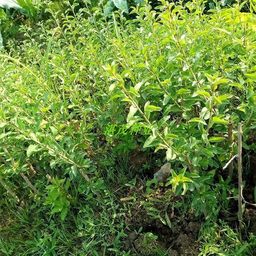 Lycium barbarum seed seedlings for four-season vegetable leaves, wolfberry seed potted plants for balcony and courtyard, four-season planting of wolfberry leaf vegetable seeds, 100 capsules