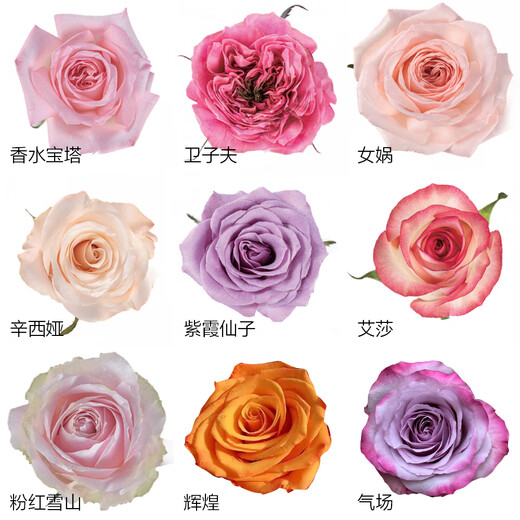 10 single-headed roses in random colors