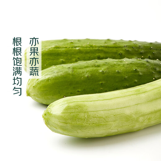 Fruit vegetables Northeast dry cucumber about 550g