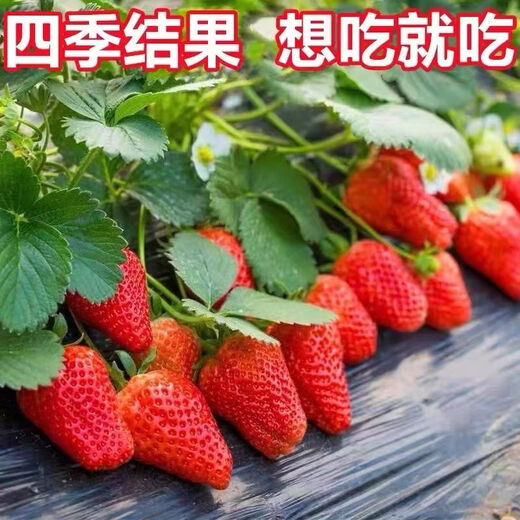 (Results 20 days after the slow seedling period) Cream Strawberry Seedlings Potted Four-Season Strawberry Saplings Planted in the South and North Cream Strawberry All-Season Fruits Cold-resistant and Freezing-resistant (1 seedling) The amount of fruit is average*