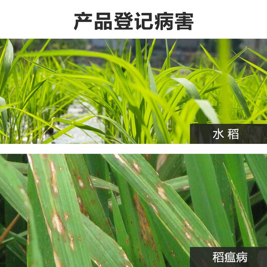 Lukang 6% kasugamycin fungicide field rice crop leaf blast panicle neck blast rice blast pesticide fungicide 500ml