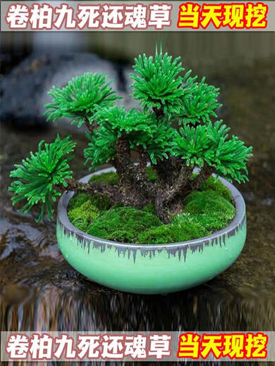Shantou Lincun Selaginella nine-death resurrection grass tabletop flowers and plants bonsai potted rockery combination absorbent stone calamus orchid freshly dug single pole large-leaf Selaginella no pallet included