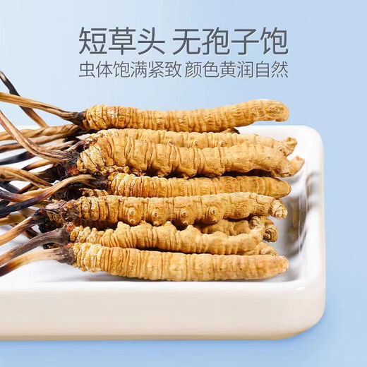 Wazang echte Cordyceps Cordyceps Geschenkbox in Kopf-Futures Trocken Cordyceps Cordyceps Cordyceps Höhere Höhe 2-3 Wurzeln/G 10g