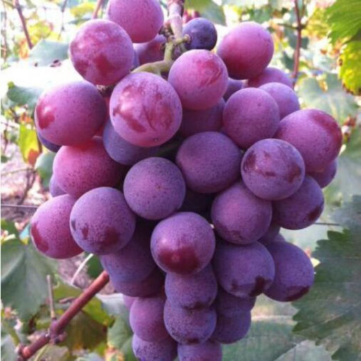 Grape seeds potted fruit tree seeds grape balcony fruit seeds grape tree grape planting Kyoho grape seeds 28 capsules p