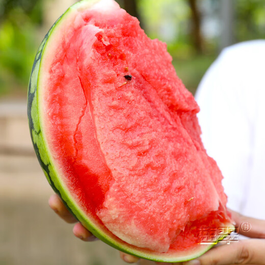Nongzhi Zaojia 8424 Kirin watermelon seeds are suitable for early maturing in the South. Zaojia 8424 watermelon seeds 50gx2 barrels