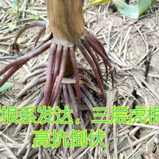 Suiyiman Jingke 968 high-yielding corn seeds, short stems and big sticks, drought-resistant and high-temperature resistant purple gold version white shaft corn seeds purple gold version original 4000 grains 2 bags