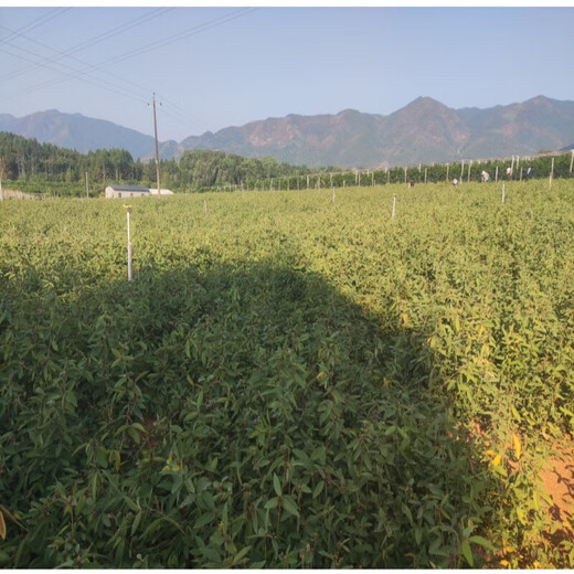 Thousands of Jin Jin is equal to 0.5 kg. Pulled seeds, small-leaf red-skinned Chinese medicinal materials, Diao Ma Zhuang seeds, Chinese herbal medicines, wild one-root seedlings drilled into the ground and wind saplings. Thousands of Jin Jin is equal to 0.5 kg. Pulled 5 seedlings (no buds and leaves in winter). Pots not included.