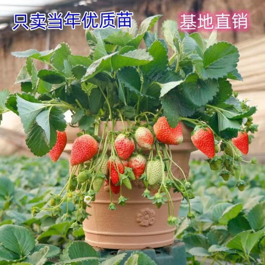 (Results 20 days after the slow seedling period) Cream Strawberry Seedlings Potted Four-Season Strawberry Saplings Planted in the South and North Cream Strawberry All-Season Fruits Cold-resistant and Freezing-resistant (1 seedling) The amount of fruit is average*