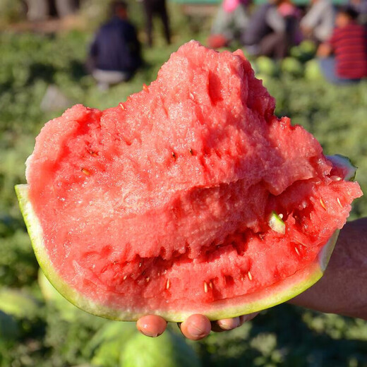 Dayu 8424 watermelon seeds are suitable for southern rock sugar unicorn melon seeds, early-maturing and thin-skinned rock sugar unicorn melon watermelon seeds, 30 capsules x 2 bags