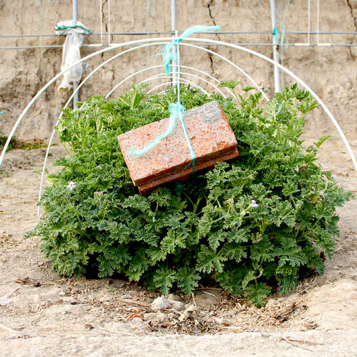 Shouhe vegetable shed plastic film and bracket mulch film agricultural vegetable shed shelf vegetable growing shed film (width 2m * length 5m) + 10 poles