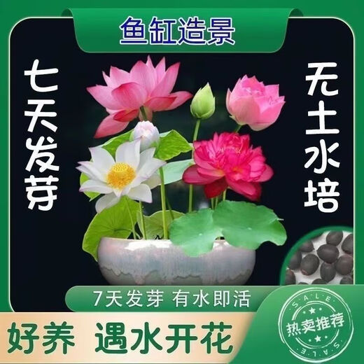 Bowl of lotus seeds, colorful hydroponic flowers, water-grown four-season lotus, lotus seeds, lotus root green water plants, mixed-color bowl of lotus seeds, budding when exposed to water, blooming in all seasons, 100% budding, 10 capsules, multi-color mixed, already opened