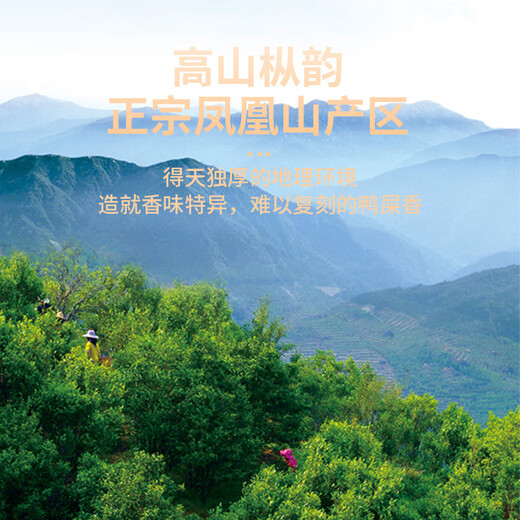 传奇会乌龙茶 凤凰单枞 鸭屎香特级500g礼盒装茶叶自己喝送礼礼品