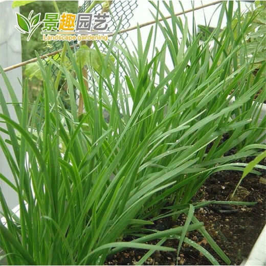 791雪韭王抗病速长香白根不休眠宽韭菜蔬菜种子阳台菜园四季种籽 719大叶韭菜种子 精品种子：1包(约500粒)