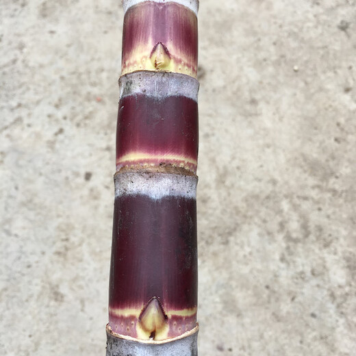 Jingyu Fruit black-skinned sugarcane, yellow-skinned sugarcane seedlings, high-yielding golden sugarcane seeds, 100 yellow-skinned sugarcane head leaves, 3-5 pieces each