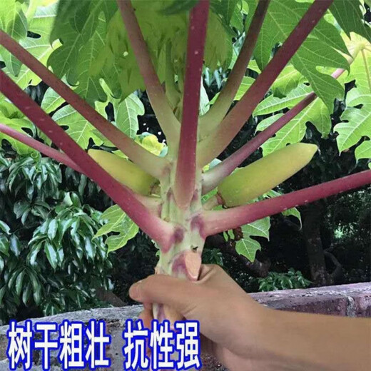 Papaya seedlings Thai golden milk papaya seedlings dwarf south and north planting potted ground planting annual fruit papaya fruit papaya 5 cm (with soil and leaves)