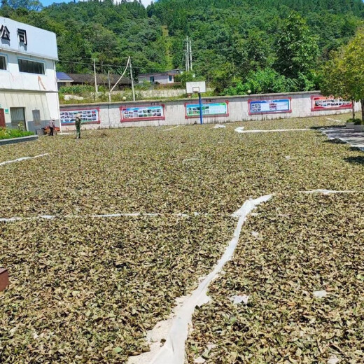 精选正宗古树青钱柳叶老树金钱柳原叶老叶泡茶青钱柳茶无糖中草药 青钱柳叶250克