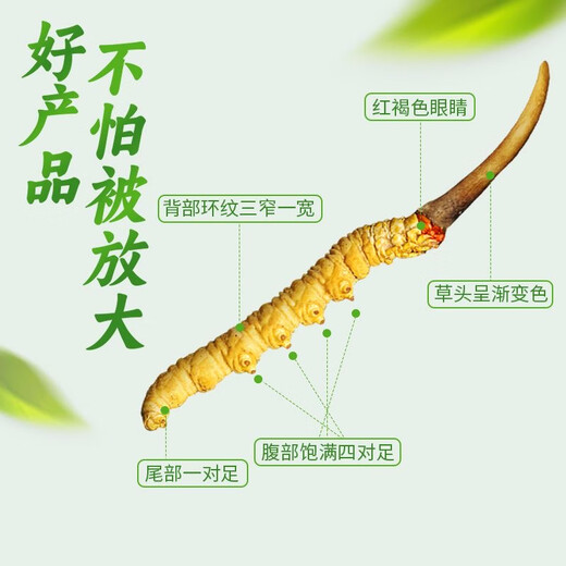 新鲜冬虫夏草2025年头期正品高海拔鲜虫草领导过节送礼送长辈 1.0~1.2克/根-100根鲜虫草