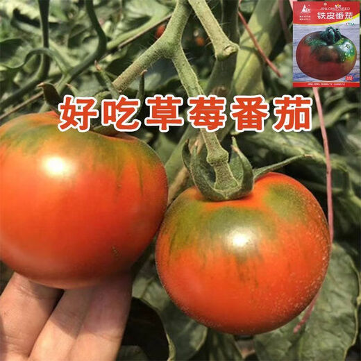 Fruit Strawberry Tomato Seeds Super Sweet Tomato Seedlings Northeast Iron Bark Seeds Balcony Field Spring, Autumn, and Winter Seasons Iron Bark Tomato Seeds #WG7 Original Pack of About 213