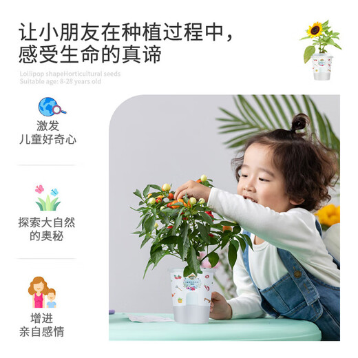 Devodo Sunflower Seeds DIY Children's Fun Planting Potted Sets Student Plant Observation Kindergarten Mini Potted Plants
