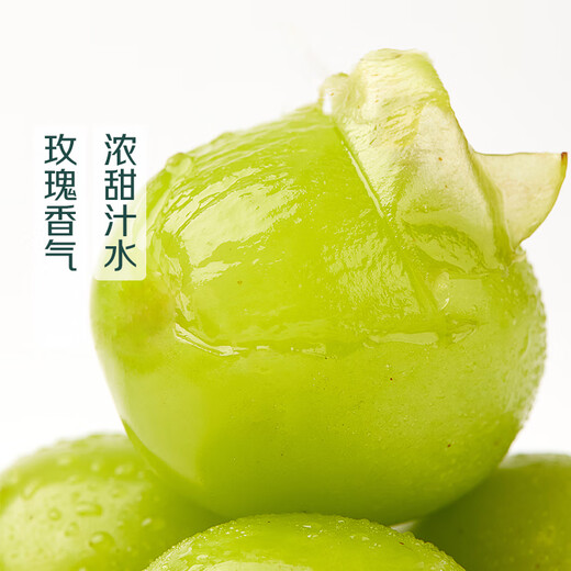Approximately 500g of sunshine rose green grape harvested directly from the origin, 8g+ per fruit