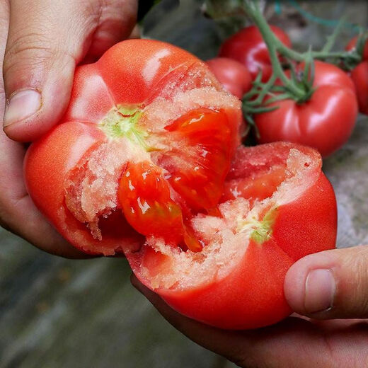 Farmer's Big Pink Tomato Seeds Big Red Four Seasons Woolly Pink Persimmon Seeds Tomato Seedlings Balcony Garden Vegetable Seeds Big Tomato Seeds 366 + Song Fertilizer