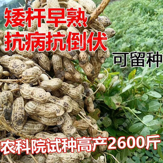 2024 New High Yield Peanut Seeds New Arrivals Peanut Seeds Peanut Original Seeds Academy of Agricultural Sciences Raw Peanuts Shelled Seeds High Yield Peanut Seeds 100% Original Seeds 1-1 In Shell Five Jin Jin is equal to 0.5 kg 2/500 g