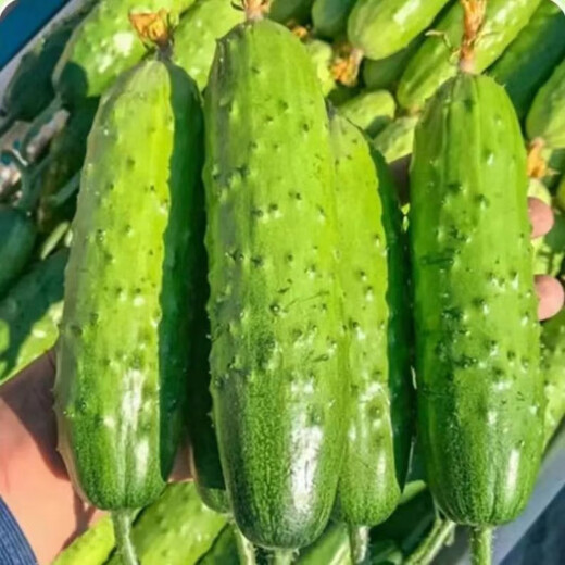 No scaffolding, fruit cucumber seeds crawling all over the floor, four-season courtyard balcony potted cucumber seeds, vegetable seeds, original, fruit cucumber seeds crawling all over the floor, selected, one pack, about 55 grains + Song fertilizer