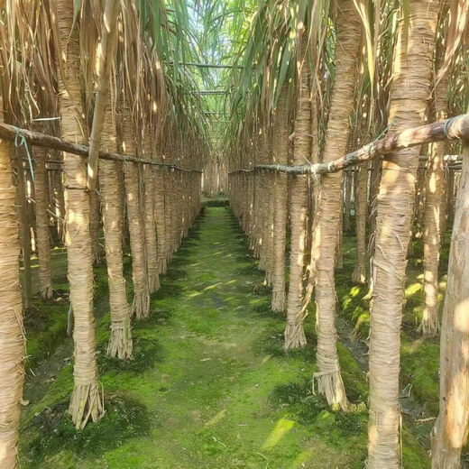 Asarum Guangxi Muge White Jade Sugar Cane Seeds Authentic Glass Crisp Seedlings Origin Straight Hair with Buds Delivered 15 Roots