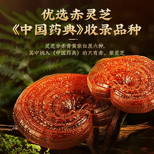 
Tongrentang Breaking Wall Ganoderma lucidum Spore Powder on the Neijing to enhance immunity and nourish the festival gift box after recovery and nourishment