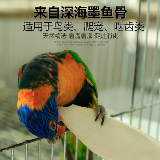 Hueso de sepia especial para loros, periquitos peonías, palitos de dentición para masticar, juguetes interactivos, snacks y suministros, pieza única de hueso de sepia de 1517 CM + clip