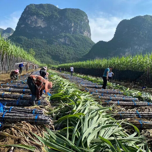 Jingyu Fruit black-skinned sugarcane, yellow-skinned sugarcane seedlings, high-yielding golden sugarcane seeds, 100 yellow-skinned sugarcane head leaves, 3-5 pieces each