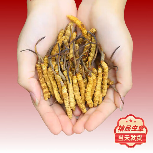 
Authentic Cordyceps sinensis first period selected nourishing dry goods two gram one gram gift box gift nutritious Cordyceps tonic products two gram one gram 50 gram authentic Cordyceps sinensis