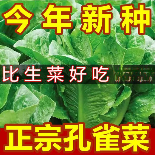 Heat-resistant peacock seeds can be eaten raw in all seasons, high-nutrition upright lettuce seeds pastoral potted salad lettuce [improved - 500 selected original seeds] No insect-free 869 peacock seeds (scattered to the soil) heat-resistant and easy